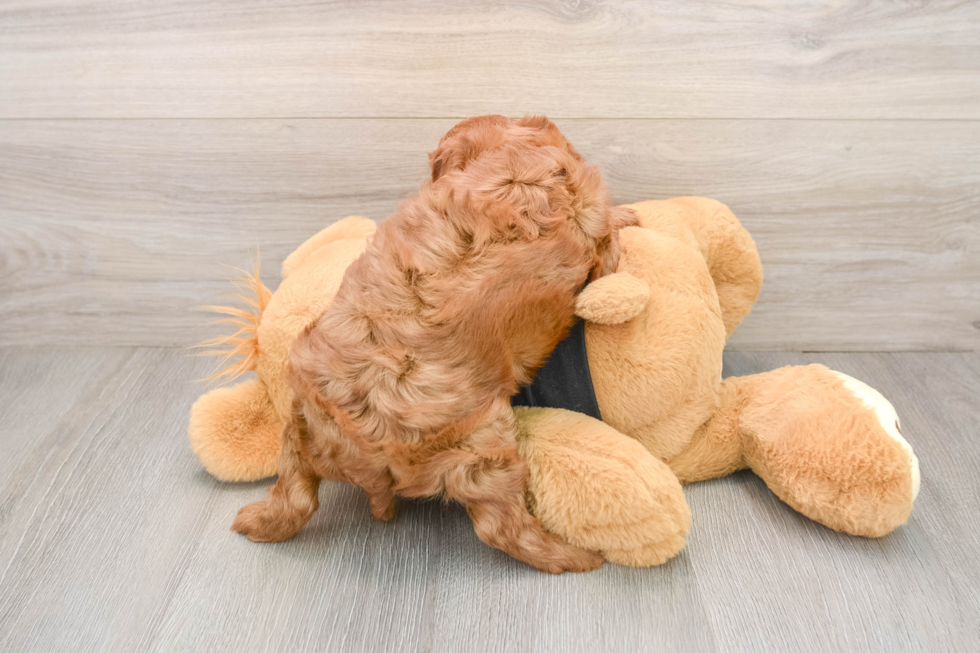 Energetic Cavoodle Poodle Mix Puppy