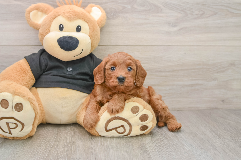 Playful Cavapoodle Poodle Mix Puppy