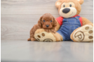 Happy Cavapoo Baby