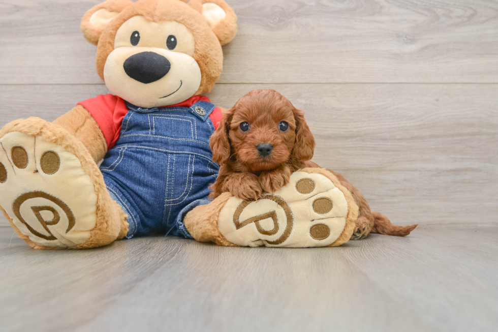 Best Cavapoo Baby