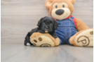 Funny Cavapoo Poodle Mix Pup