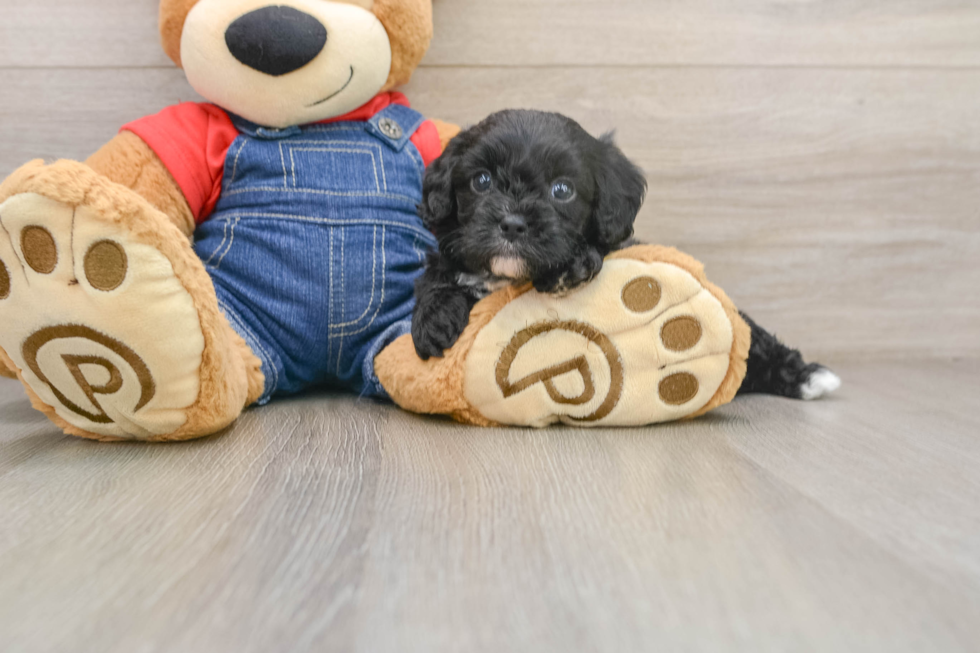 Best Cavapoo Baby
