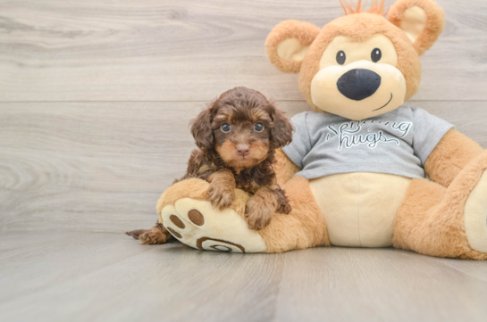 Funny Cavapoo Poodle Mix Pup