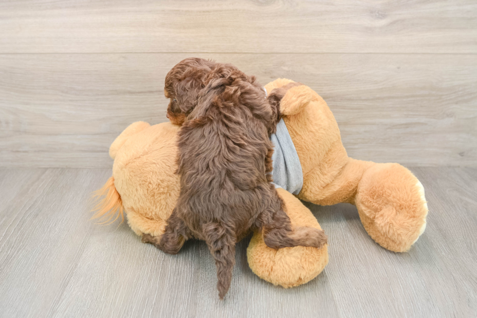 Cute Cavapoo Baby
