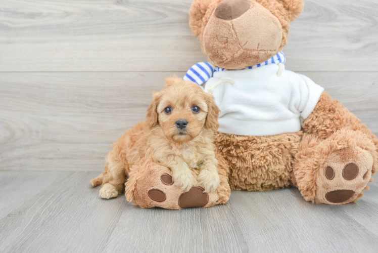 Meet Callista - our Cavapoo Puppy Photo 1/3 - Puppy Love PR Small Cavapoo Baby