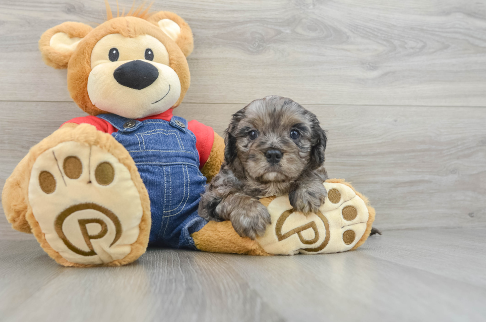 6 week old Cavapoo Puppy For Sale - Puppy Love PR