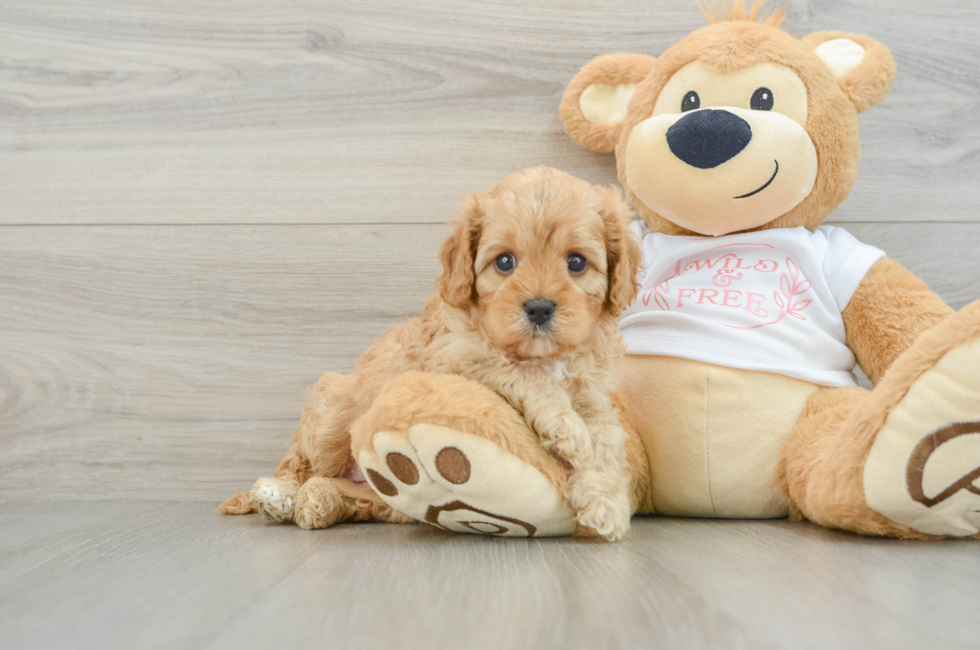 6 week old Cavapoo Puppy For Sale - Puppy Love PR