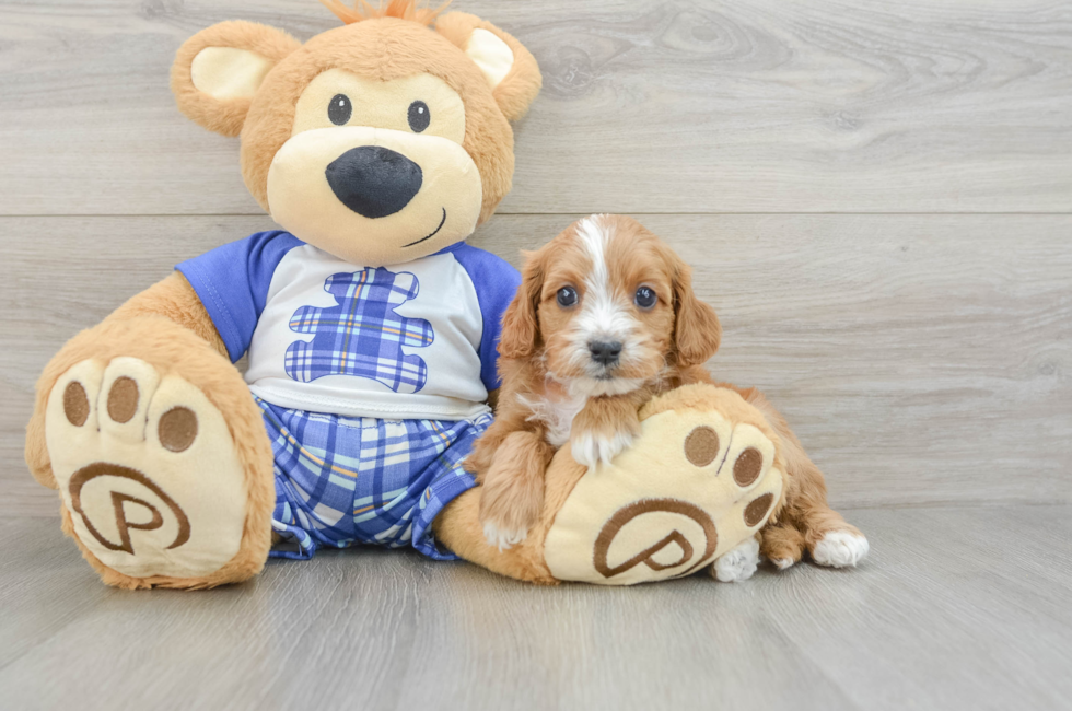 6 week old Cavapoo Puppy For Sale - Puppy Love PR