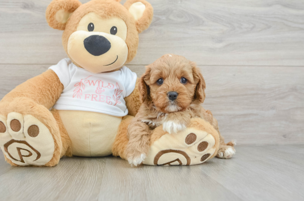 7 week old Cavapoo Puppy For Sale - Puppy Love PR