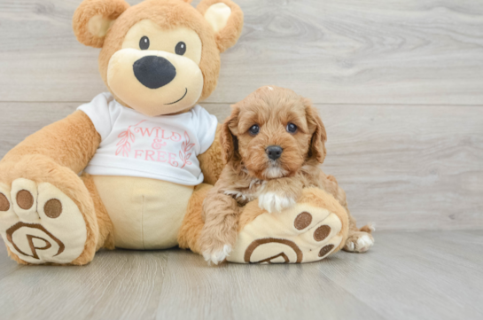 Cavapoo Puppy for Adoption