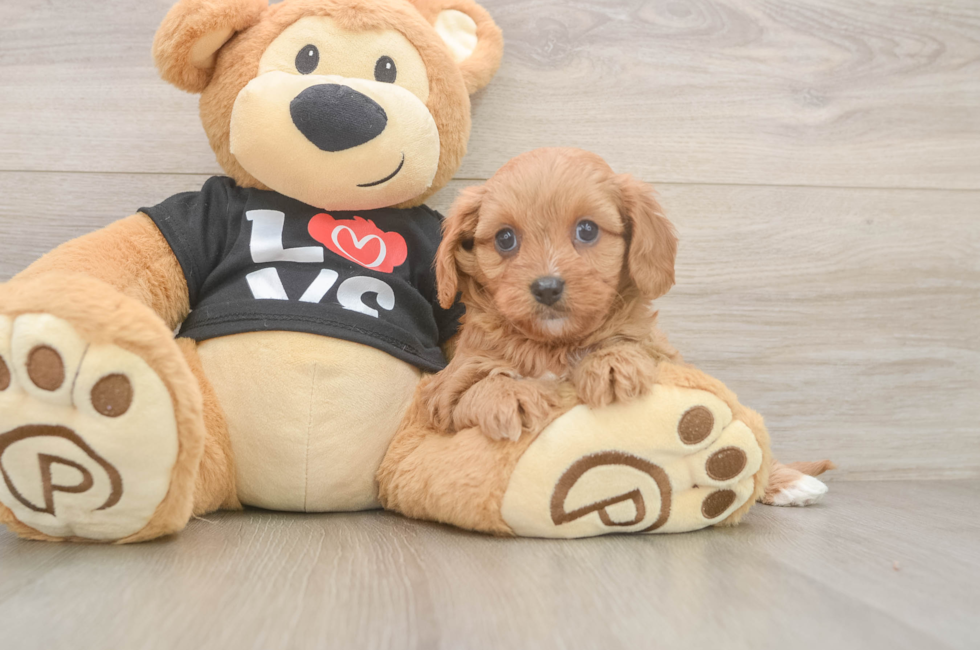 6 week old Cavapoo Puppy For Sale - Puppy Love PR