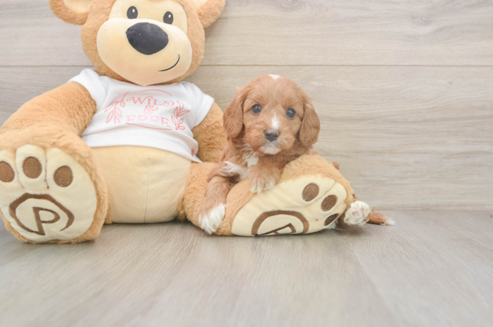 5 week old Cavapoo Puppy For Sale - Puppy Love PR