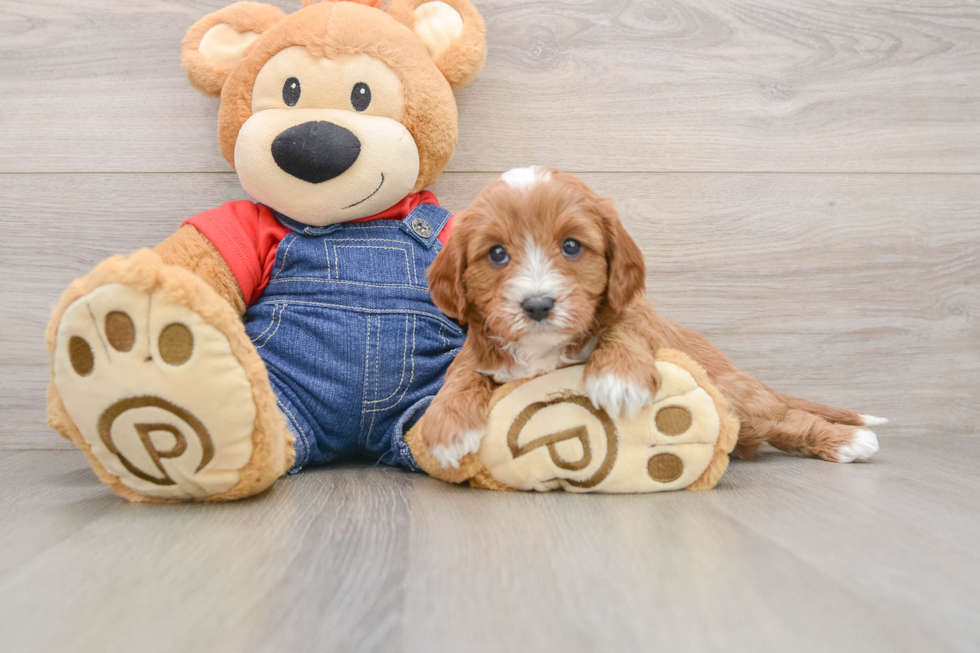 Petite Cavapoo Poodle Mix Pup