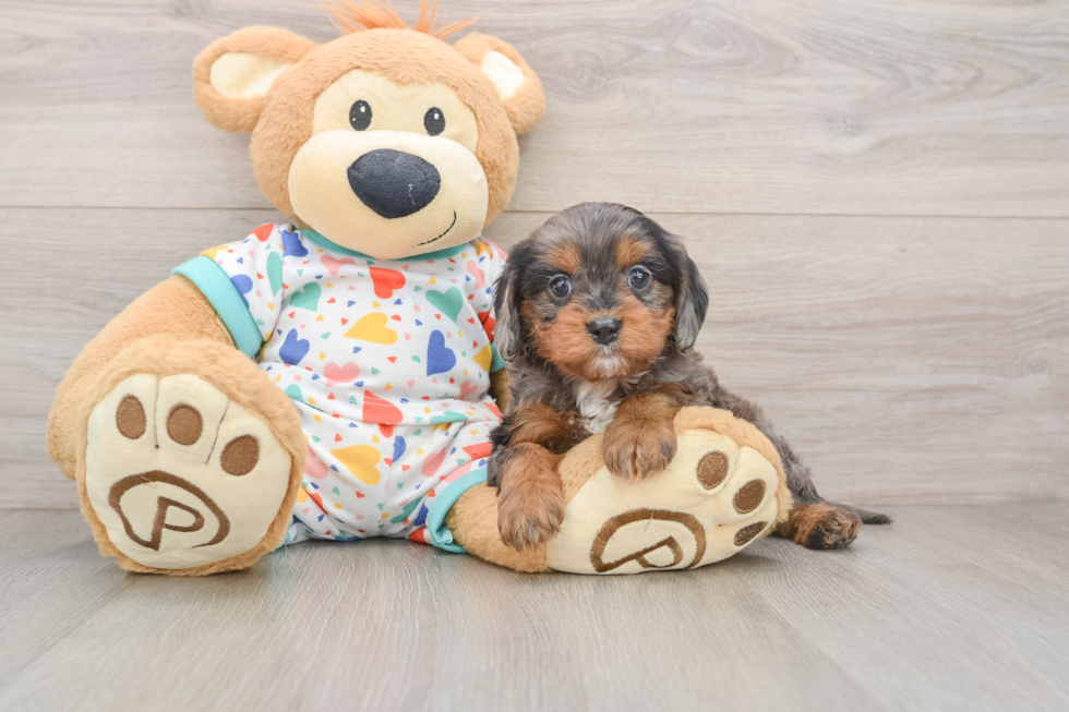 Cavapoo Pup Being Cute
