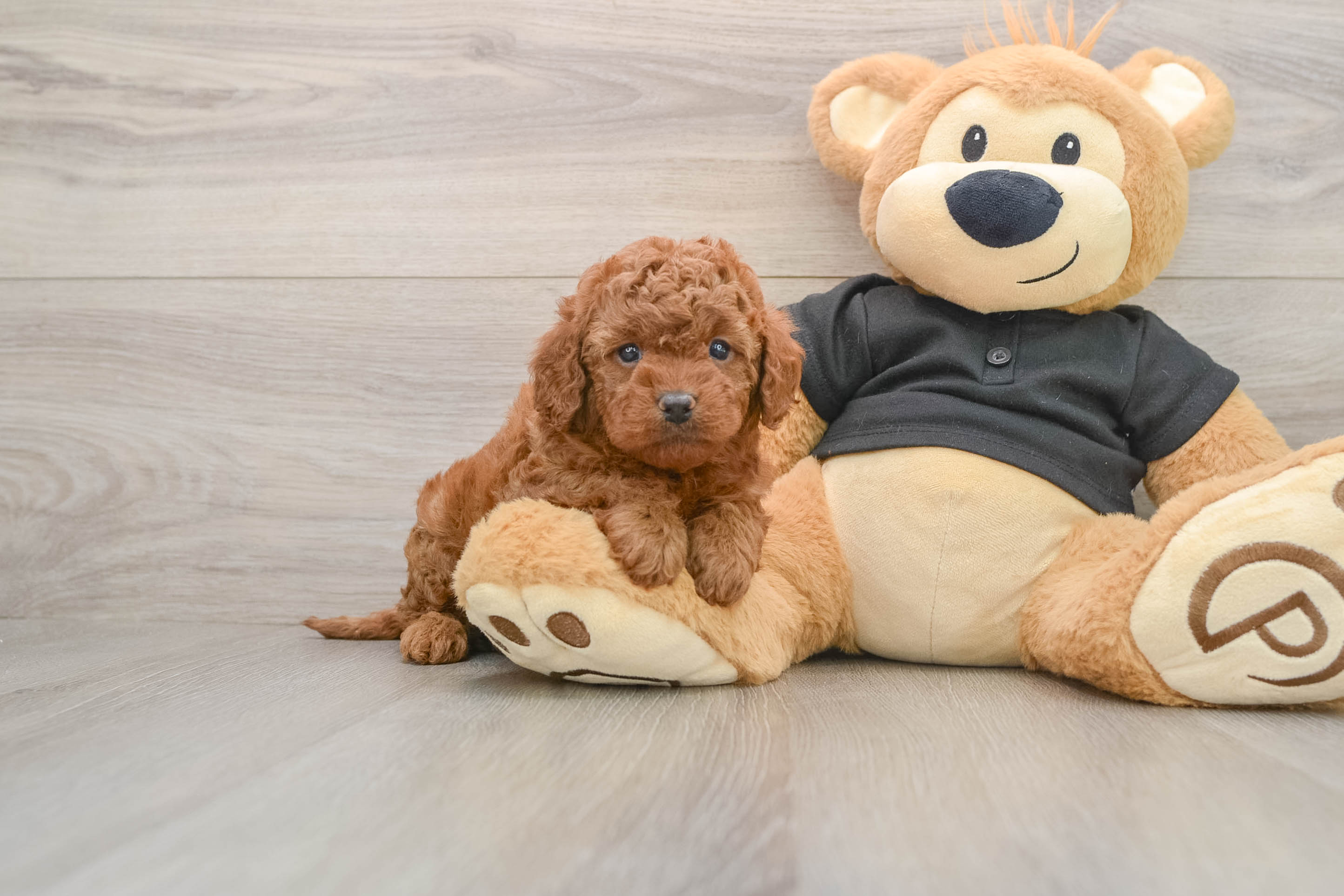 Cavapoo Puppy for Adoption