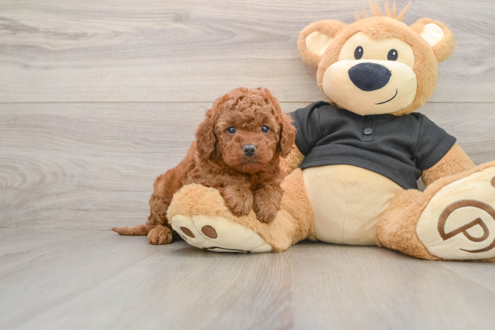 Cavapoo Puppy for Adoption