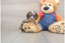 Cute Cavapoo Baby