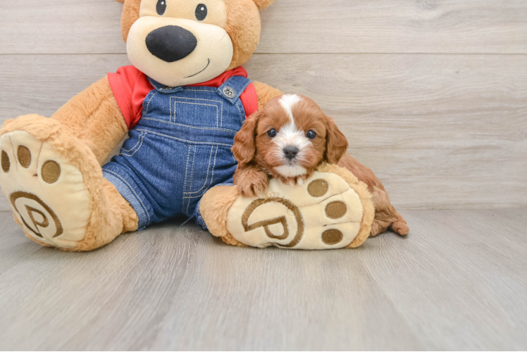 Cavapoo Puppy for Adoption