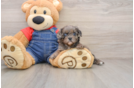 Best Cavapoo Baby