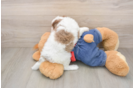 Happy Cavapoo Baby