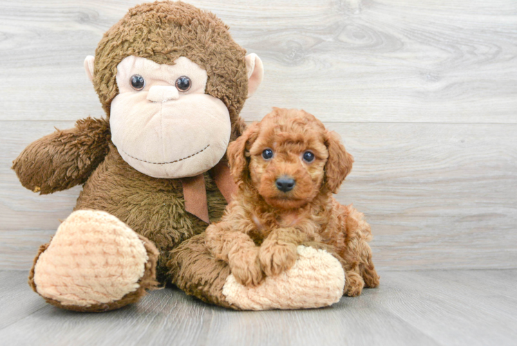 Meet Callista - our Cavapoo Puppy Photo 1/3 - Puppy Love PR Best Cavapoo Baby