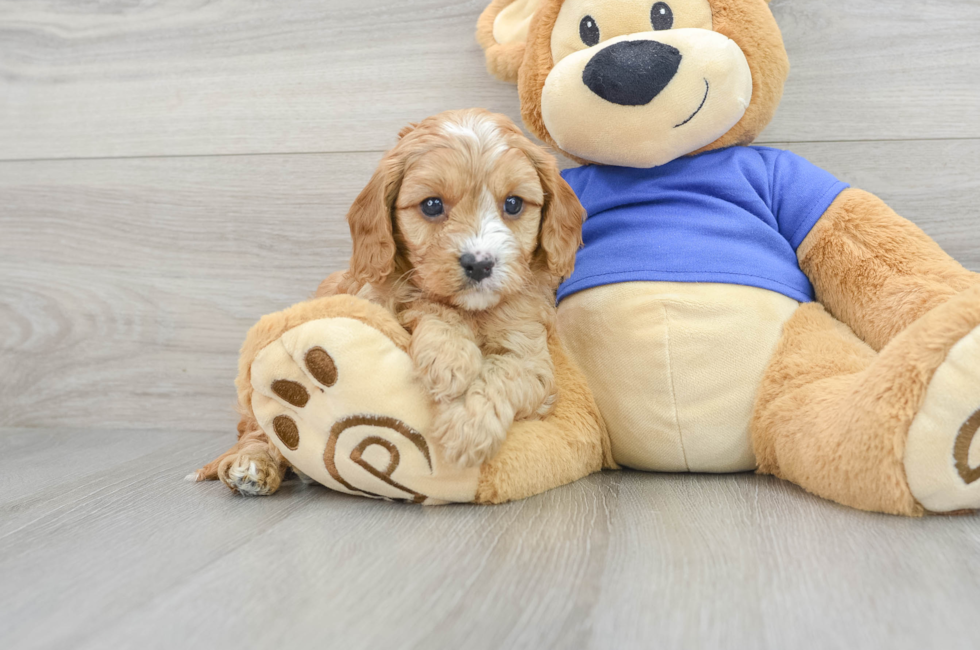 6 week old Cavapoo Puppy For Sale - Puppy Love PR