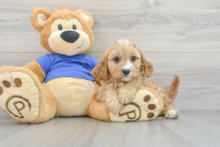 Cavapoo Puppy for Adoption