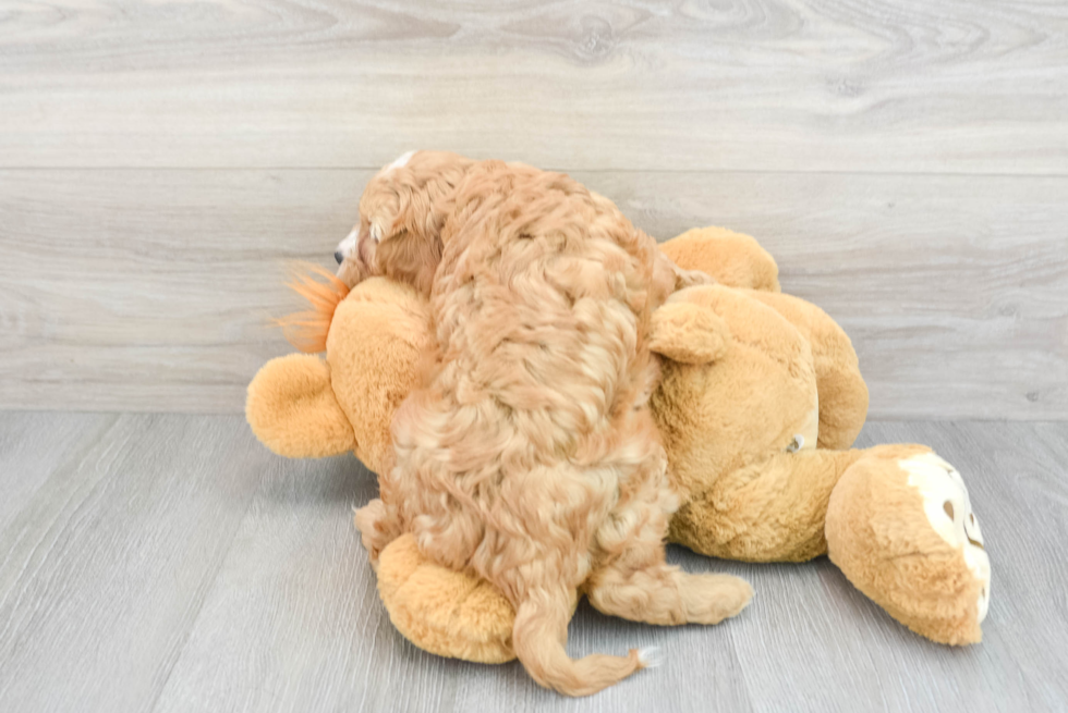 Energetic Cavoodle Poodle Mix Puppy