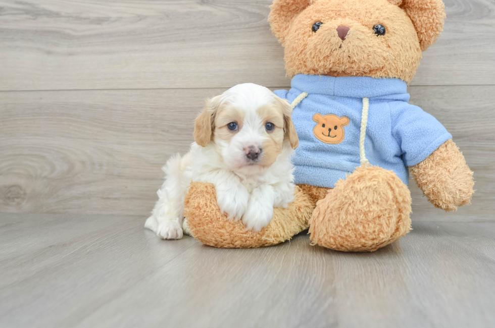 8 week old Cavapoo Puppy For Sale - Puppy Love PR