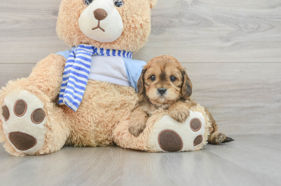 7 week old Cavapoo Puppy For Sale - Puppy Love PR