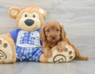 8 week old Cavapoo Puppy For Sale - Puppy Love PR