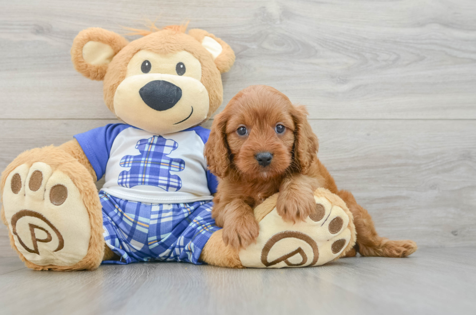 5 week old Cavapoo Puppy For Sale - Puppy Love PR