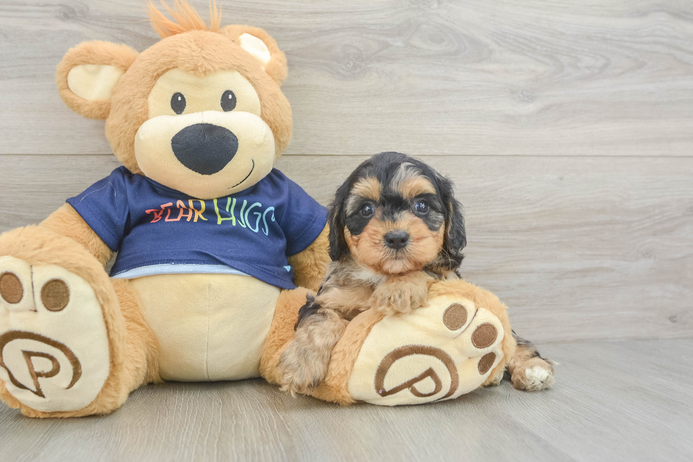 Best Cavapoo Baby