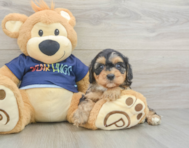 8 week old Cavapoo Puppy For Sale - Puppy Love PR