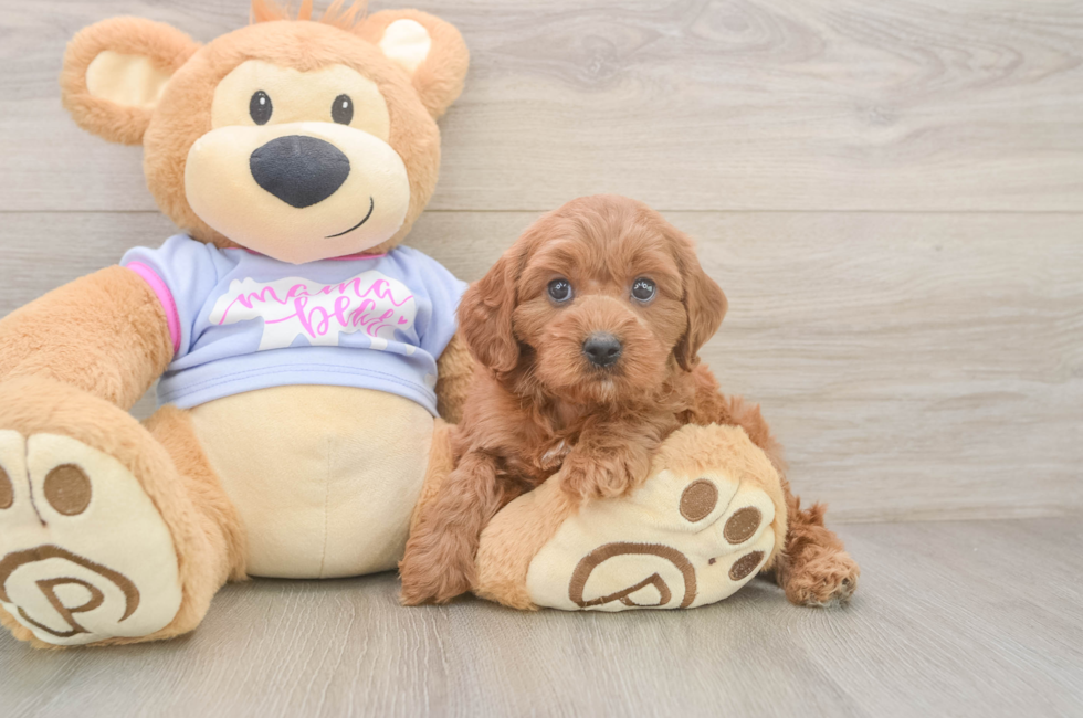 6 week old Cavapoo Puppy For Sale - Puppy Love PR