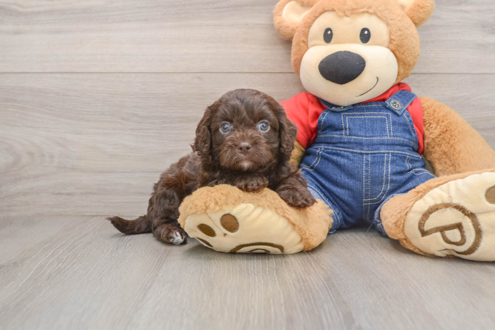 Best Cavapoo Baby