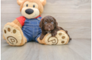 Cavapoo Puppy for Adoption