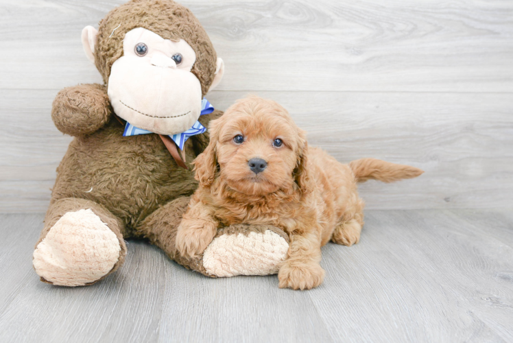 Meet Calvin - our Cavapoo Puppy Photo 1/3 - Puppy Love PR Cavapoo Puppy for Adoption