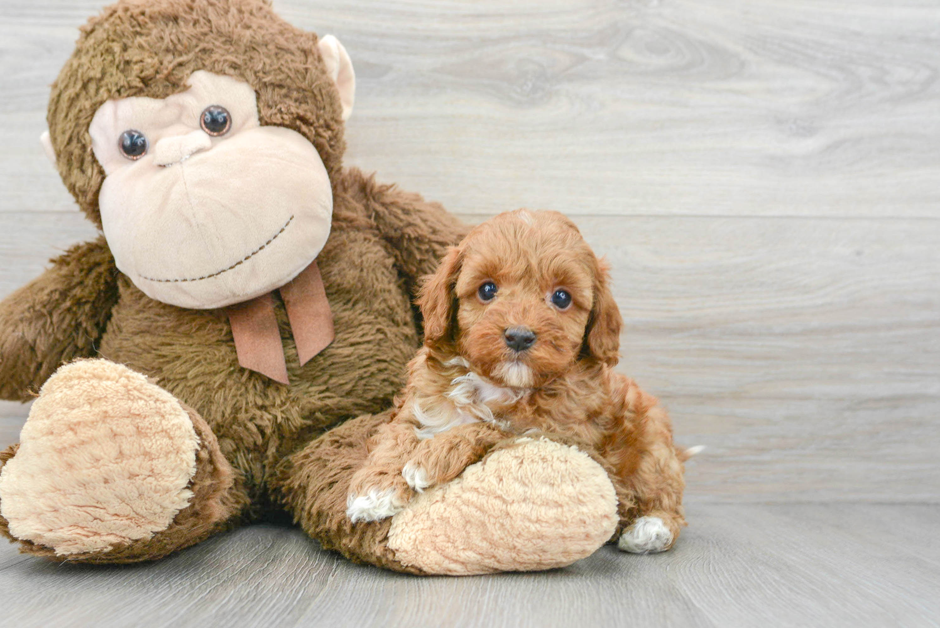 Energetic Cavoodle Poodle Mix Puppy