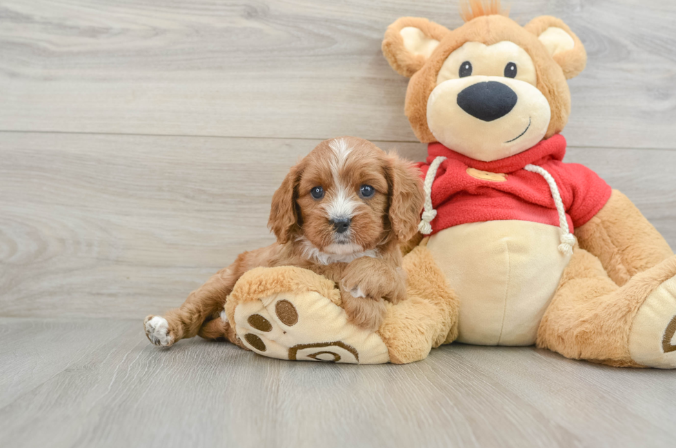 5 week old Cavapoo Puppy For Sale - Puppy Love PR