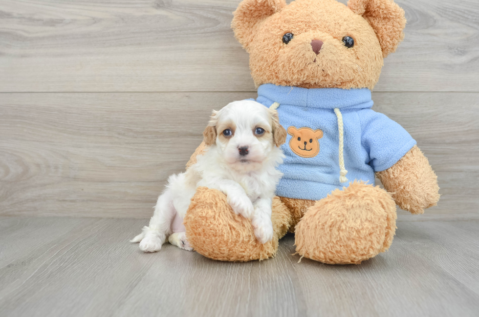 8 week old Cavapoo Puppy For Sale - Puppy Love PR