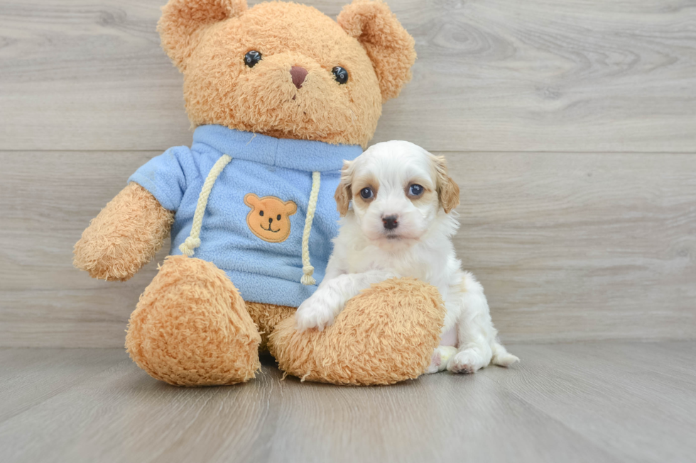 Cavapoo Pup Being Cute