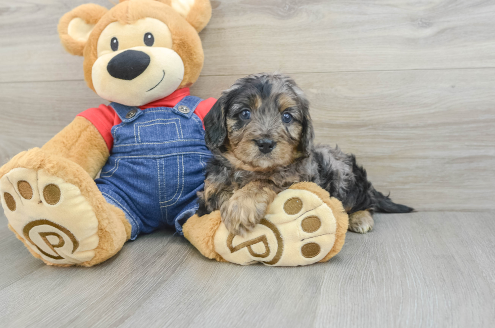 6 week old Cavapoo Puppy For Sale - Puppy Love PR