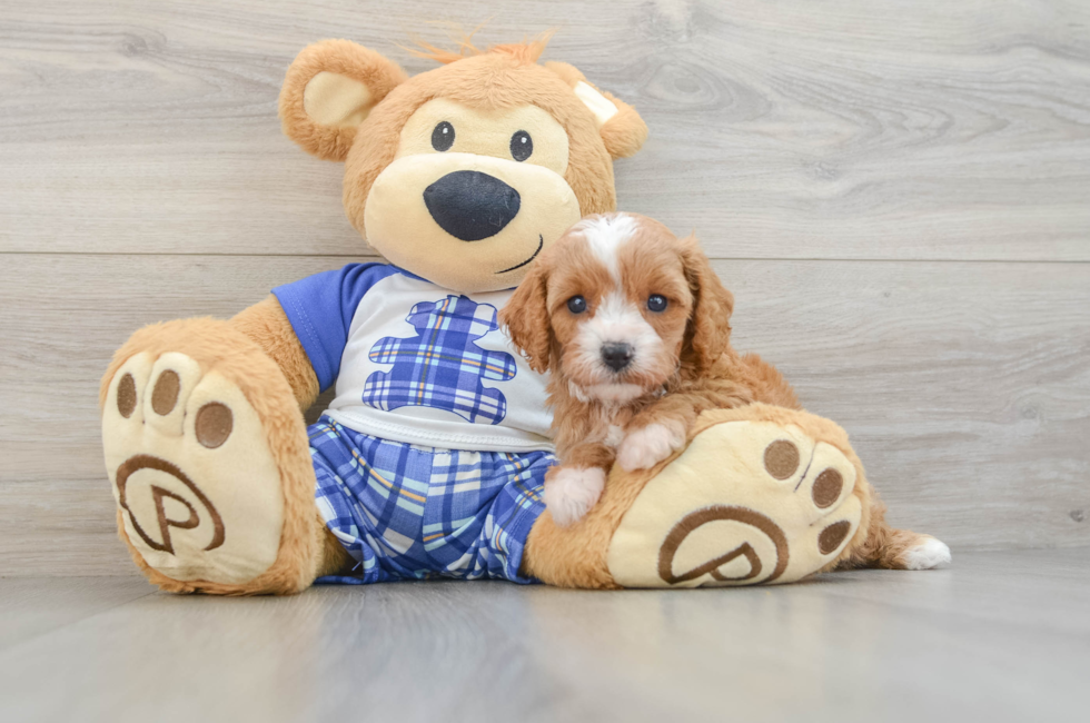 5 week old Cavapoo Puppy For Sale - Puppy Love PR