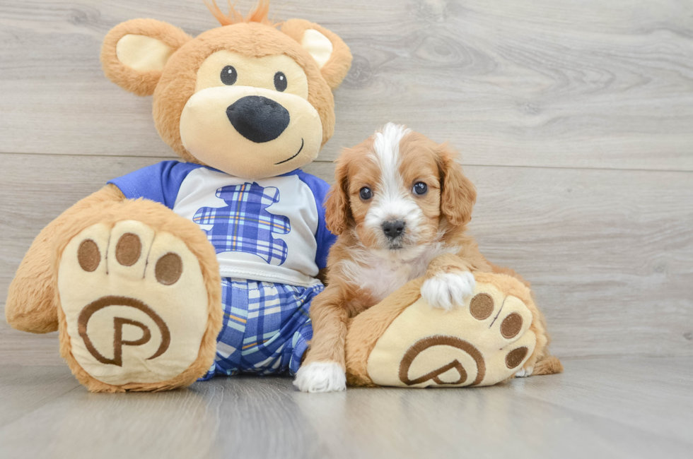 6 week old Cavapoo Puppy For Sale - Puppy Love PR