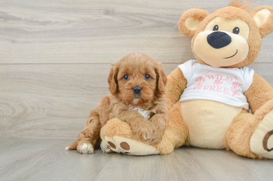 Friendly Cavapoo Baby