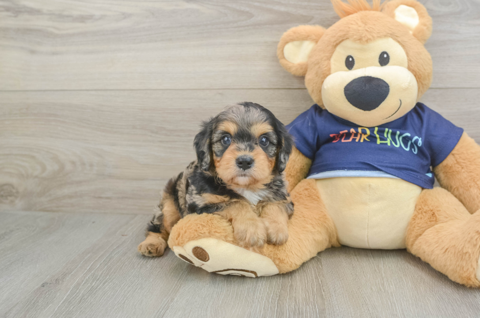 5 week old Cavapoo Puppy For Sale - Puppy Love PR