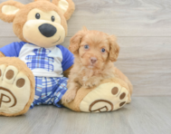 8 week old Cavapoo Puppy For Sale - Puppy Love PR