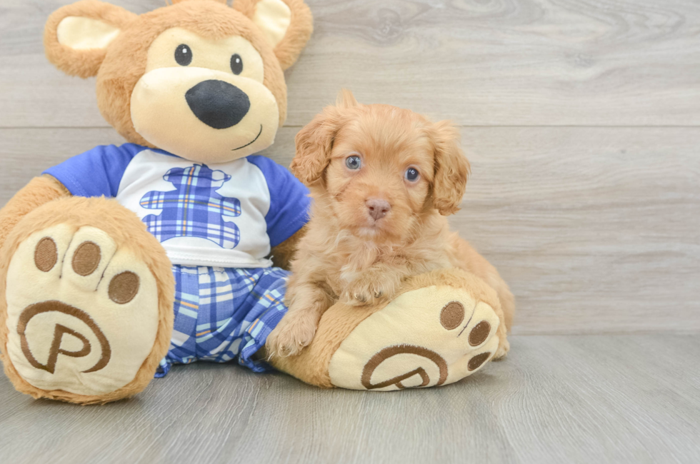 5 week old Cavapoo Puppy For Sale - Puppy Love PR