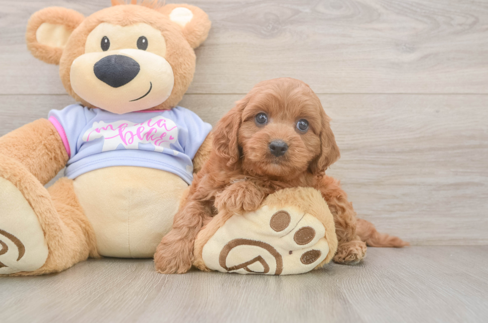 6 week old Cavapoo Puppy For Sale - Puppy Love PR